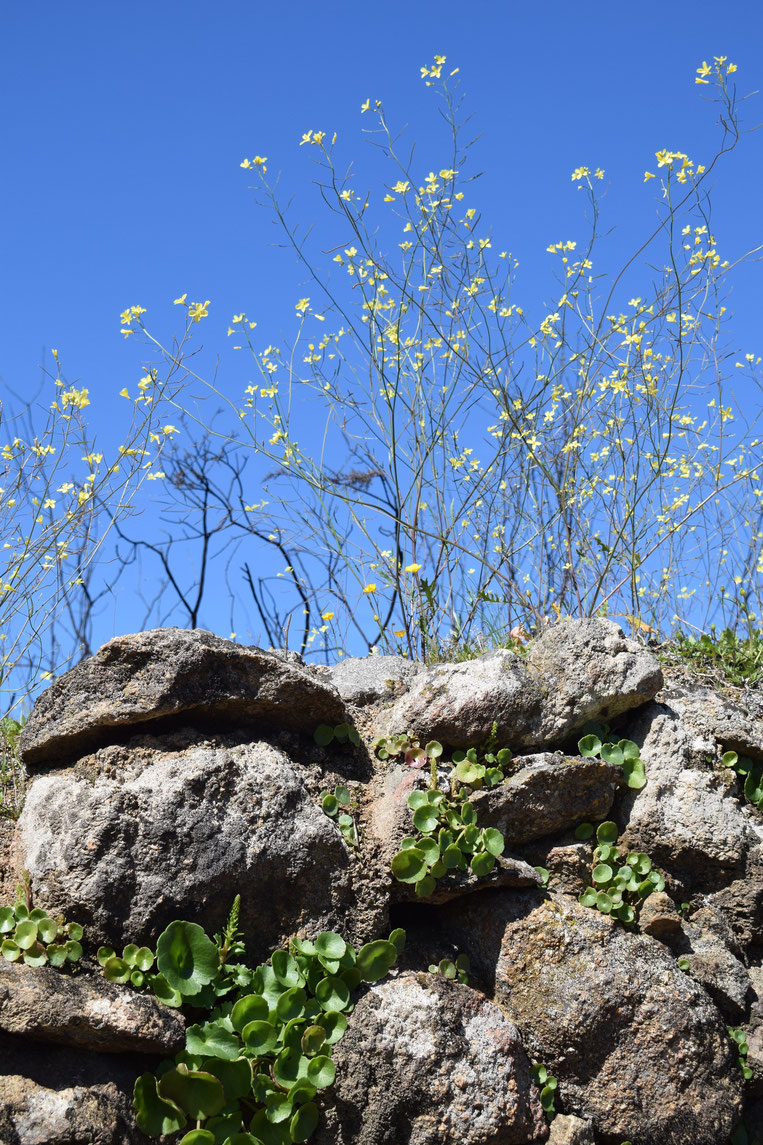 wall and wildflowers, Spring in Portugal