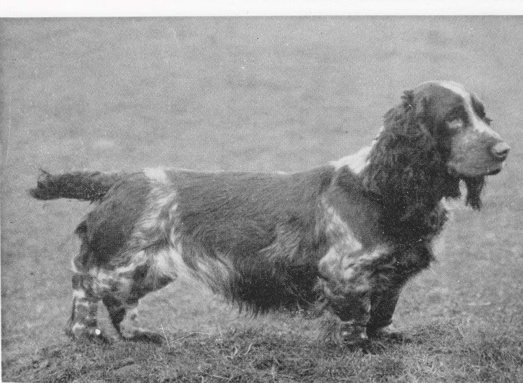 Ein weiteres Beispiel eines Field Spaniels, bei dem man den Einfluss des Bassets deutlich erkennen kann, Foto: David Hancock