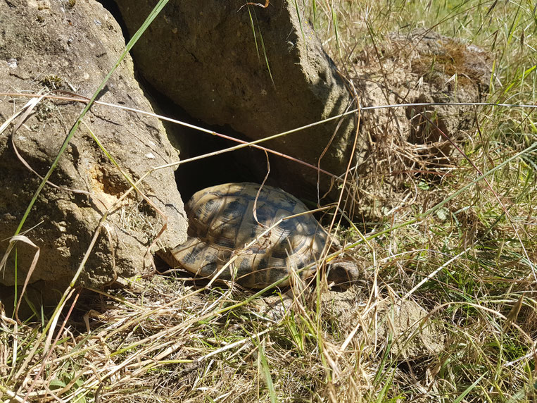 Weltschildkrötentag – MeinBezirk gibt Tipps zur artgerechten Haltung und zeigt auf, was passieren kann, wenn diese Anforderungen nicht erfüllt werden. Foto: Ines Kosin