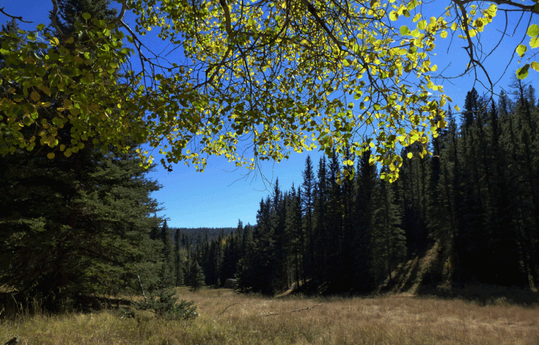 Mountain meadow, trees, aspen, Calaveras Canyon, Jemez Mountains, Santa Fe National Forest, New Mexico