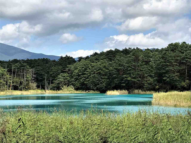 展望台からみた弁天沼