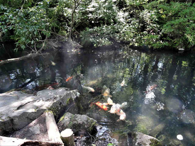 毘沙門沼の周囲を歩くと浅瀬にたくさんの錦鯉が集まっているポイントがあります