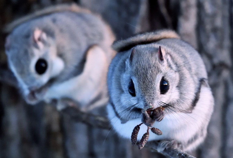 エゾモモンガの観察 撮影ガイドサービス 北海道十勝 Flying Squirrel Lodgeluckyfield ページ