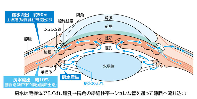 房水の流れ