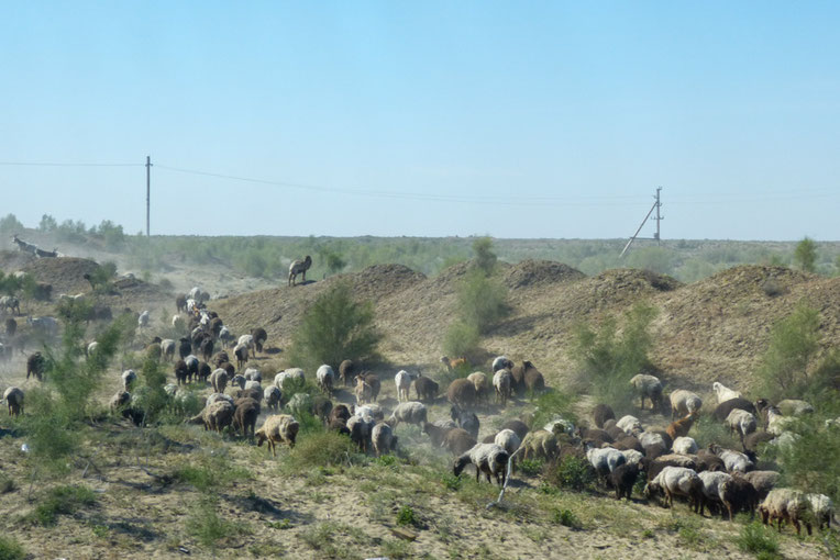 In der kargen Wüste werden Ziegen und Schafe gehalten.