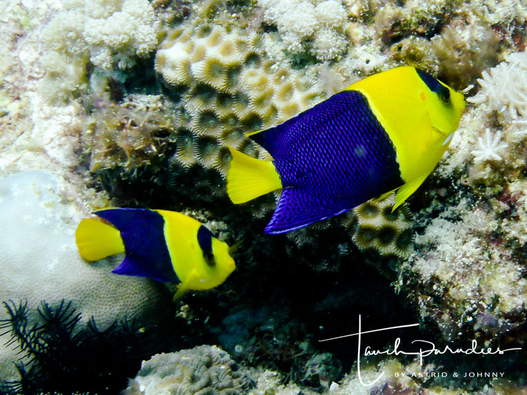 Kaiserfische Tauchparadies Bali Indonesien Hurghada Agypten Malediven Embudu Tauchen Riffuhrer Hai Urlaub