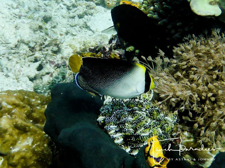 Kaiserfische Tauchparadies Bali Indonesien Hurghada Agypten Malediven Embudu Tauchen Riffuhrer Hai Urlaub