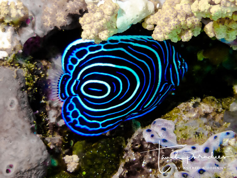 Kaiserfische Tauchparadies Bali Indonesien Hurghada Agypten Malediven Embudu Tauchen Riffuhrer Hai Urlaub