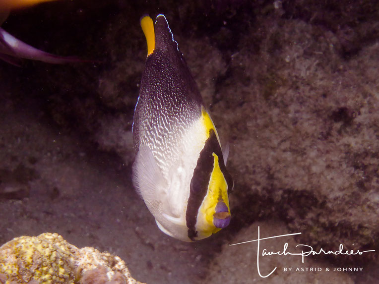 Kaiserfische Tauchparadies Bali Indonesien Hurghada Agypten Malediven Embudu Tauchen Riffuhrer Hai Urlaub