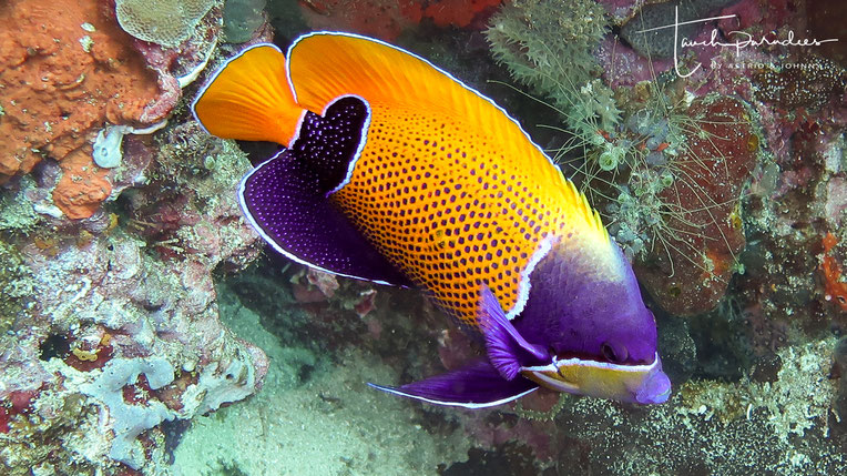 Kaiserfische Tauchparadies Bali Indonesien Hurghada Agypten Malediven Embudu Tauchen Riffuhrer Hai Urlaub