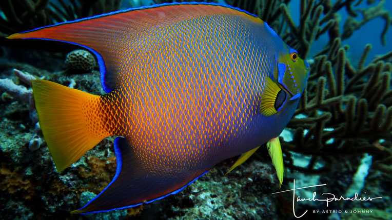 Kaiserfische Tauchparadies Bali Indonesien Hurghada Agypten Malediven Embudu Tauchen Riffuhrer Hai Urlaub
