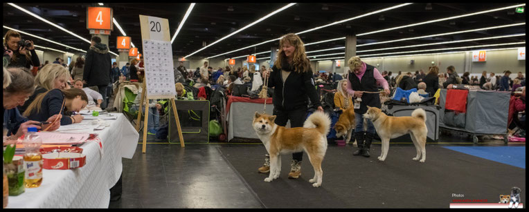 Japan Akita, Umeko of Kishi Ken, Hund, Ausstellung, Hundeausstellung, Zucht, Hundezucht, 42. Internationale Rassehunde Ausstellung Nürnberg, Akita Anami, Akita of Koyama Ken, Kerstin Mutschmann, Mutschmann-Meier