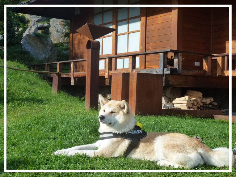 Japan Akita, Umeko of Kishi Ken, Hund, Zucht, Hundezucht, Bonsai Garten, Bonsaimuseum, Seeboden, Kärnten, Österreich