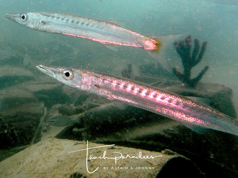 Barrakudas Tauchparadies Bali Indonesien Hurghada Agypten Malediven Embudu Tauchen Riffuhrer Hai Urlaub