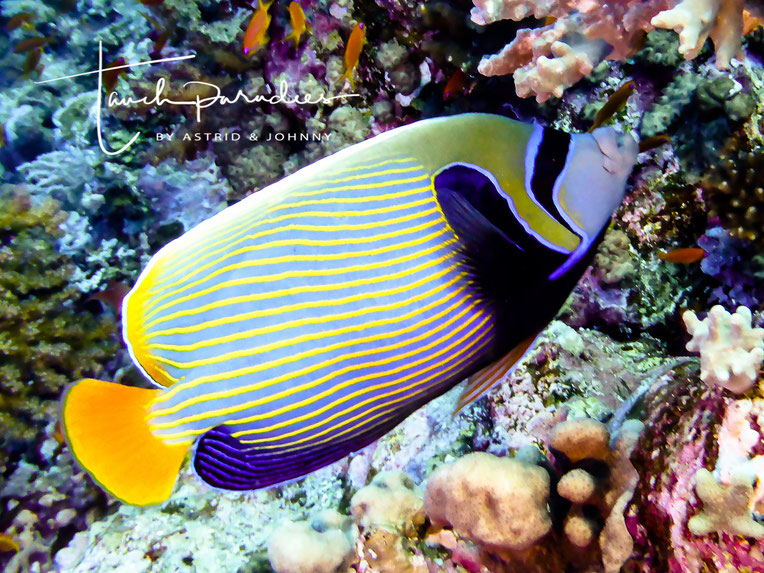 Kaiserfische Tauchparadies Bali Indonesien Hurghada Agypten Malediven Embudu Tauchen Riffuhrer Hai Urlaub