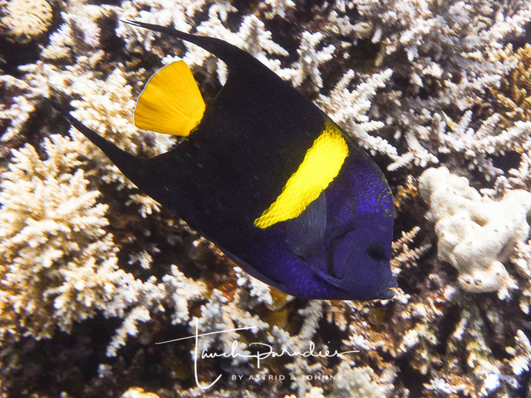 Kaiserfische Tauchparadies Bali Indonesien Hurghada Agypten Malediven Embudu Tauchen Riffuhrer Hai Urlaub