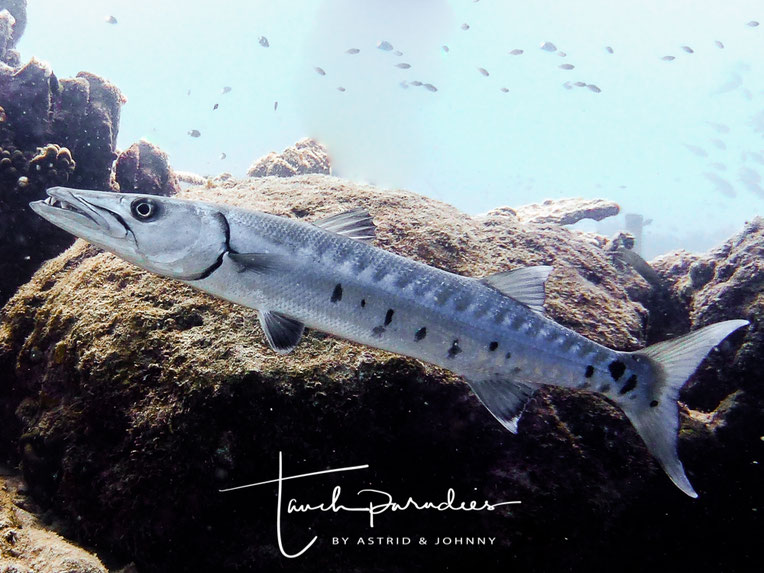 Barrakudas Tauchparadies Bali Indonesien Hurghada Agypten Malediven Embudu Tauchen Riffuhrer Hai Urlaub