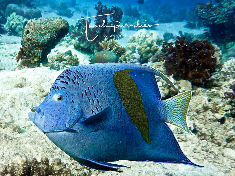 Kaiserfische Tauchparadies Bali Indonesien Hurghada Agypten Malediven Embudu Tauchen Riffuhrer Hai Urlaub