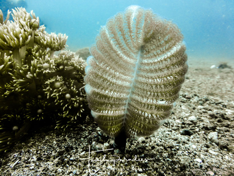 Seefedern Tauchparadies Bali Indonesien Hurghada Ägypten Malediven