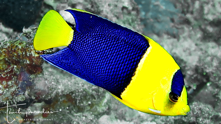 Kaiserfische Tauchparadies Bali Indonesien Hurghada Agypten Malediven Embudu Tauchen Riffuhrer Hai Urlaub