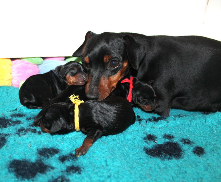 zwergpinscher, welpen, züchter, niedersachsen, hamburg, pinscher, zucht