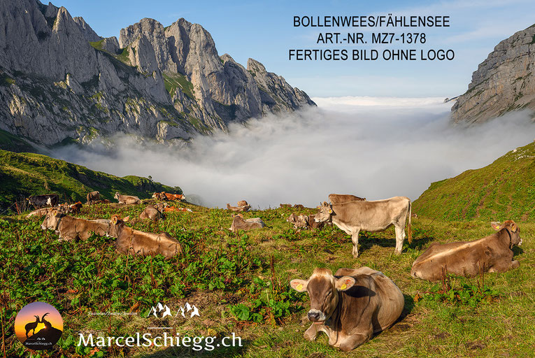 Alpstein, Nebelmeer, Bollenwees