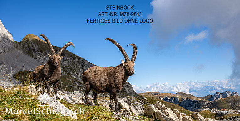 Steinbock, Steinböcke, Wandbild, Marcel Schiegg Fotografie