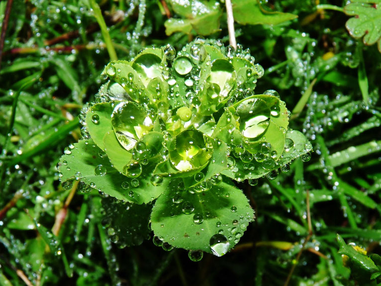 Perle d'eau / Pearl water / Photo de Crystal Jones