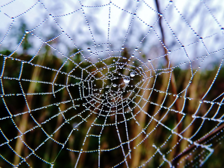Toile d araignee / Spider s web / Photo de Crystal Jones