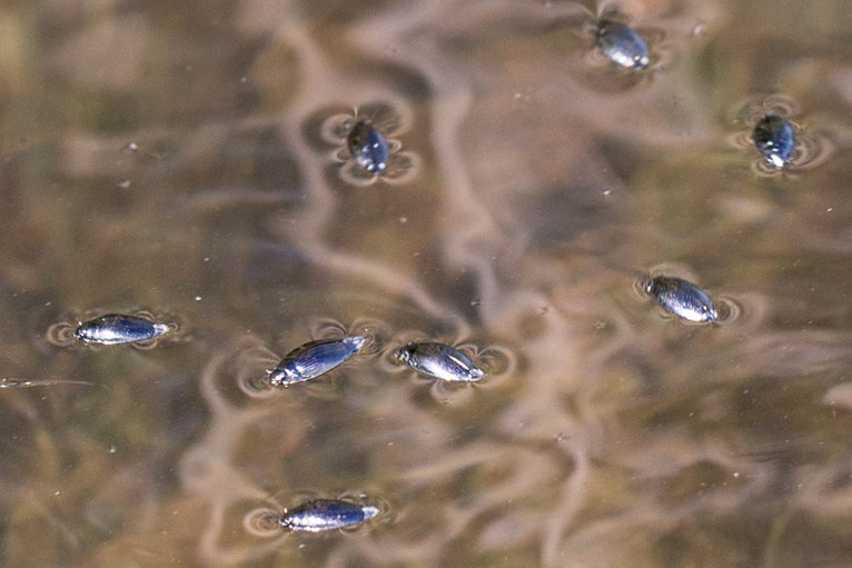 4 bis 8 mm lange Taumelkäfer (Gyrinidae) schwimmen in sehr schnellen Kreiselbewegungen auf der Oberfläche des Goitzsche-Sees.
