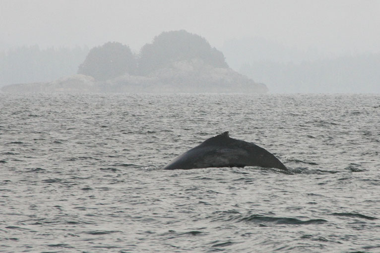 Dann taucht er wieder ab, der Buckelwal (Humpback whale), der 12 bis 15 m lang wird.