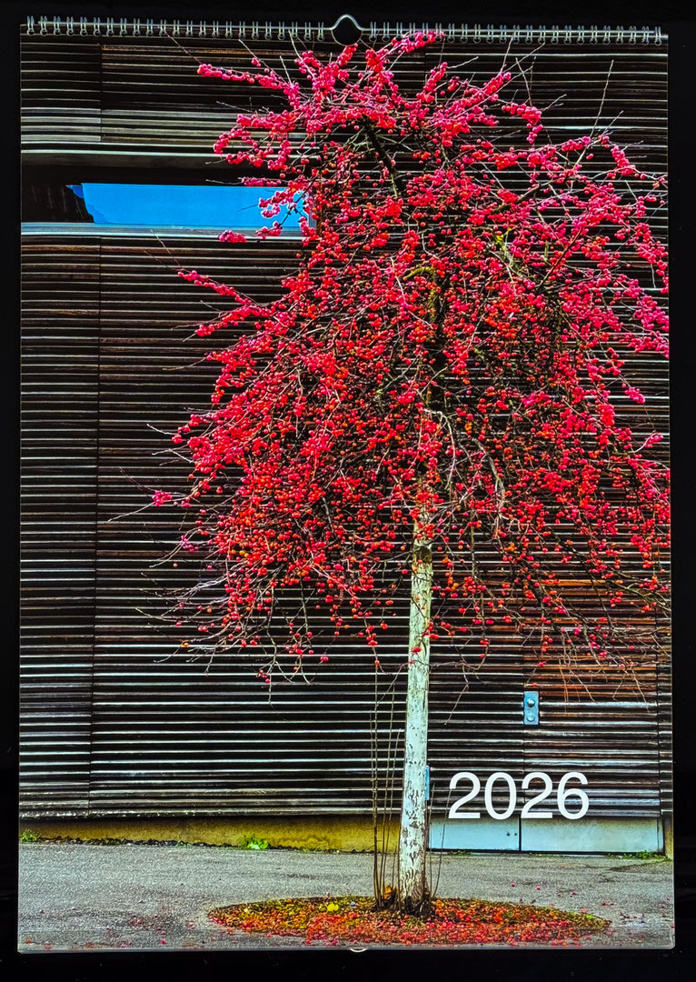 Zierapfelbaum