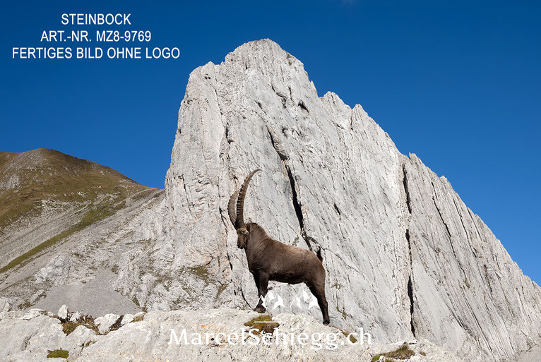 Steinbock, Alpensteinbock, Schweizer Alpen