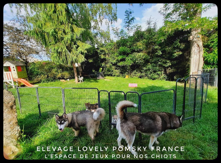 Le grand enclos réservé pour nos chiots et leurs mamans. Un grand moment de bonheur pour eux et notre famille ainsi que nos enfants qui jouent avec eux. Toute la meute peut venir les voir à sa guise.