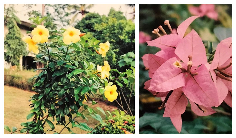 Yellow Bell flowers and Bougainvillea spectabilis