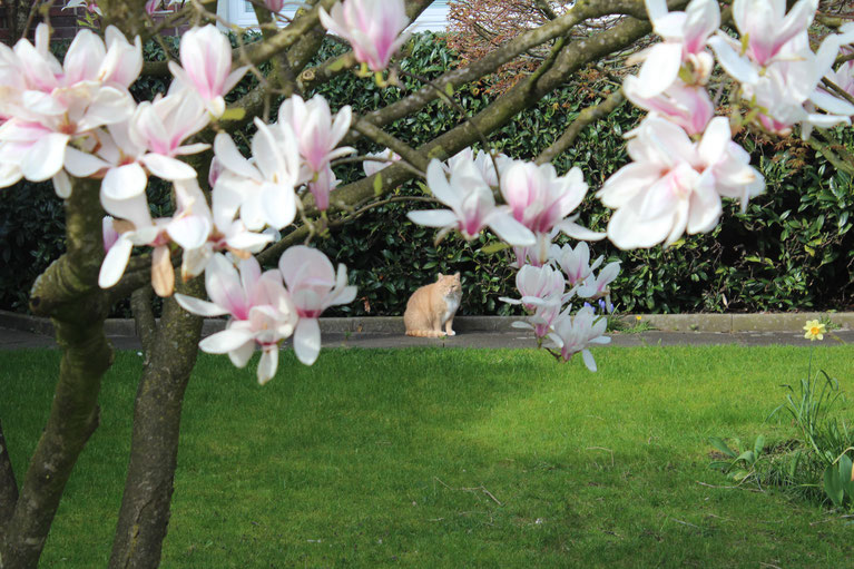 © Kater im Nachbarsgarten unter Magnolie - Ulrike Plaggenborg