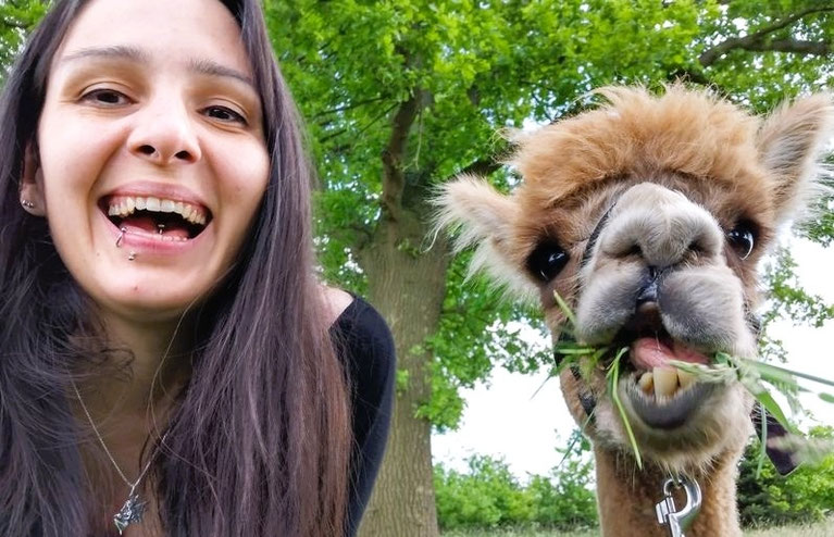 Alpaka Wanderung, Alpaka