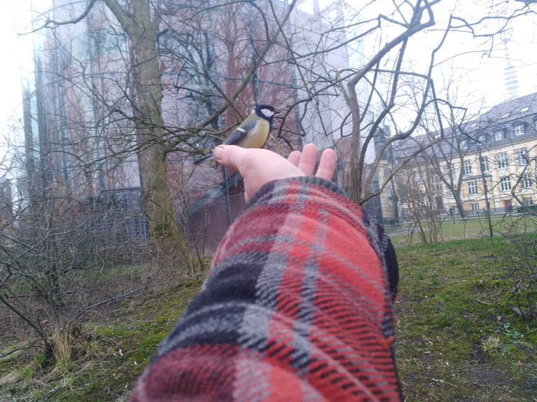 planten un blomen,Stadtnatur,Park,Natur,Vogelführung,Parkführung,Hamburg,Waldführung