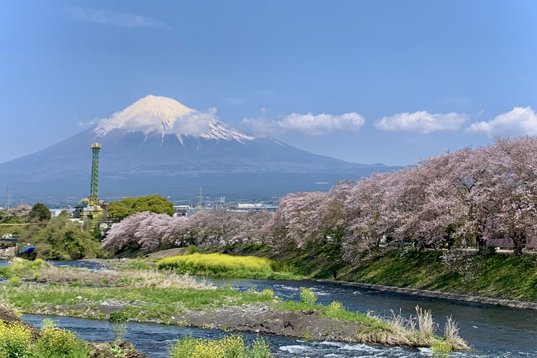 Cherry blossoms, yellow rapeseed flowers, and Mt. Fuji at Ryuganbuchi in Fuji City.