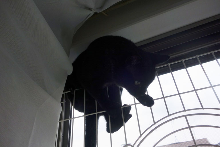 猫の脱走防止