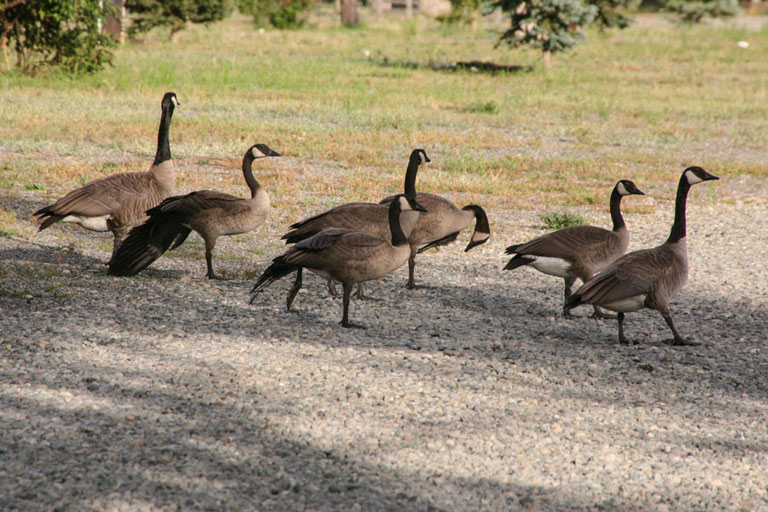 Im Sommer rasten auch Kanadagänse (Canada Geese) am Shuswap Lake, bevor sie nach Süden weiter ziehen.