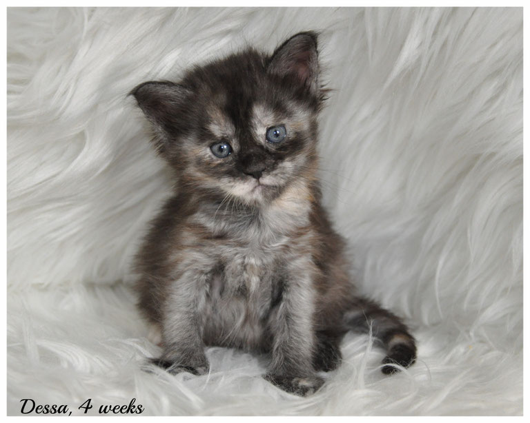 Female Maine Coon Kittens for Sale in Kansas and Missouri