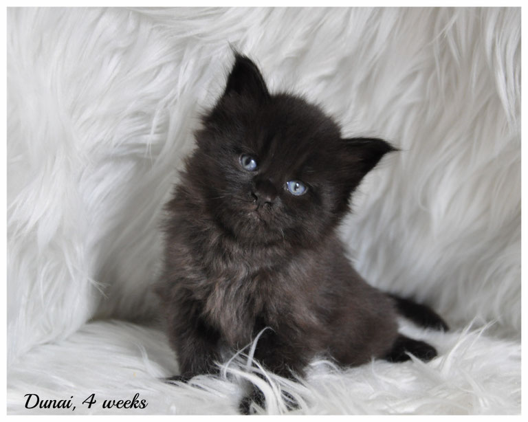 Female Maine Kittens for Sale in Kansas and MissouriDu