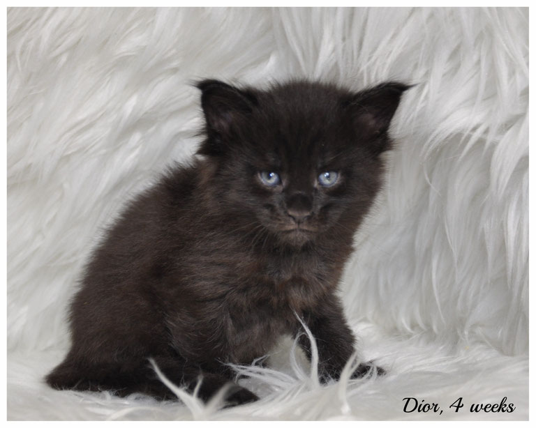 Female Maine Coon Kittens for Sale in Kansas and Missouri