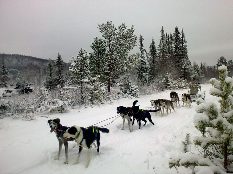 Helags Husky : Wagentraining