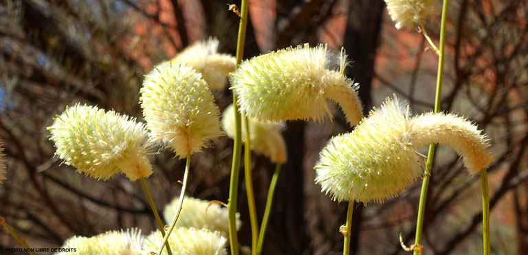 Flore australienne, Uluru National Park