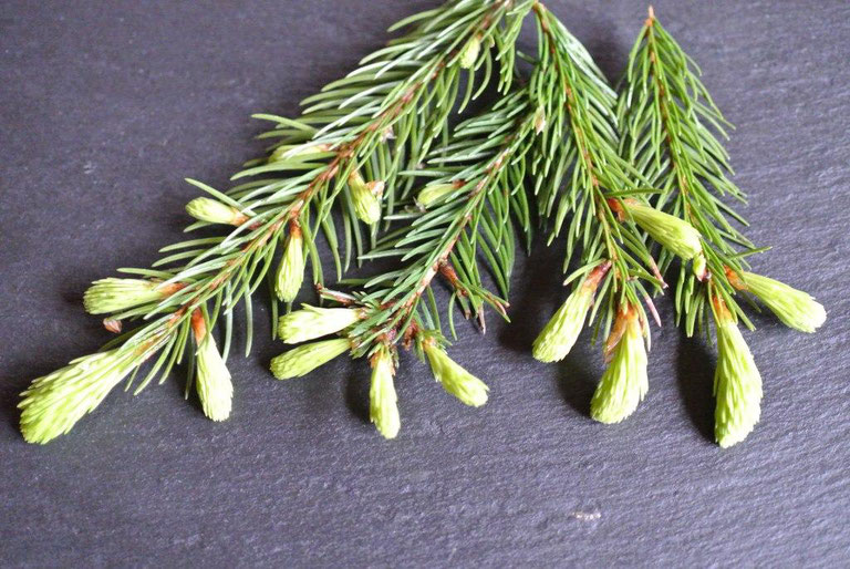 Tannenspitzensirup und Fichtenspitzensirup selber machen