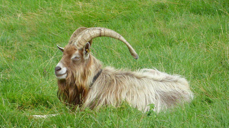 Ziegenbock (2019)
