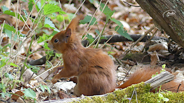 Eichhörnchen (2022)