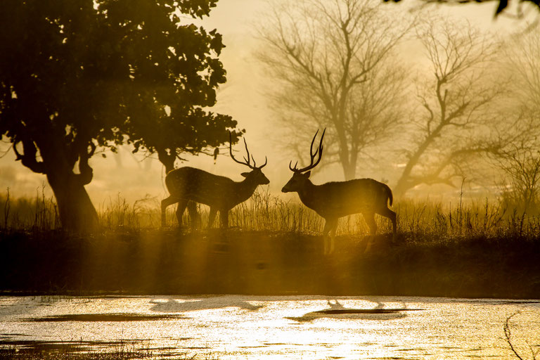 Two spotted deer during sunset at Ranthambore National Park in India